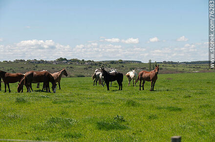 Horses in the field - Department of Florida - URUGUAY. Photo #76283