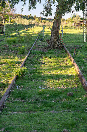 Talita train station. Tree in the middle of the tracks - Department of Florida - URUGUAY. Photo #76325