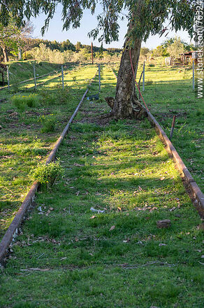 Talita train station. Tree in the middle of the tracks - Department of Florida - URUGUAY. Photo #76324