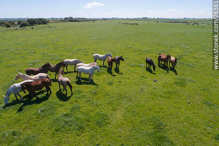 Vista aérea de una tropilla de caballos en el campo - Fauna - IMÁGENES VARIAS. Foto No. 76381