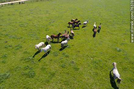 Vista aérea de una tropilla de caballos en el campo - Fauna - IMÁGENES VARIAS. Foto No. 76378