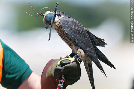 Peregrine falcon used in falconry at airport to scare off other birds - Department of Canelones - URUGUAY. Photo #76665