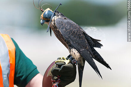 Peregrine falcon used in falconry at airport to scare off other birds - Department of Canelones - URUGUAY. Photo #76666