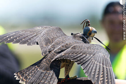 Peregrine falcon used in falconry at airport to scare off other birds - Department of Canelones - URUGUAY. Photo #76670