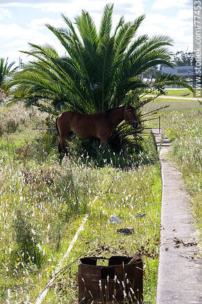 Estación de tren Juan Soler. Un cabalo a la sombra de una palmera que ha crecido en medio de las vías - Departamento de San José - URUGUAY. Foto No. 77453