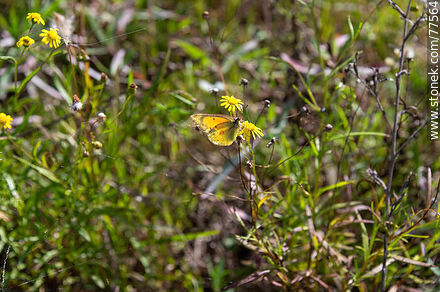 Mariposa amarilla en el campo -  - URUGUAY. Foto No. 77564