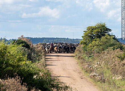 Arriando ganado vacuno por un camino - Departamento de Canelones - URUGUAY. Foto No. 77666