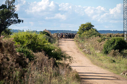 Herding cattle along a road - Department of Canelones - URUGUAY. Photo #77665