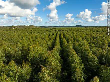Aerial view of a eucalyptus forest -  - URUGUAY. Photo #77822