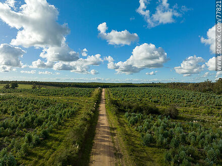 Vista aérea de un camino rural entre campos de eucaliptos -  - URUGUAY. Foto No. 77821