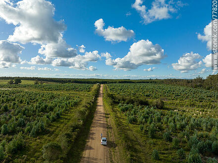 Vista aérea de un camino rural entre campos de eucaliptos -  - URUGUAY. Foto No. 77820