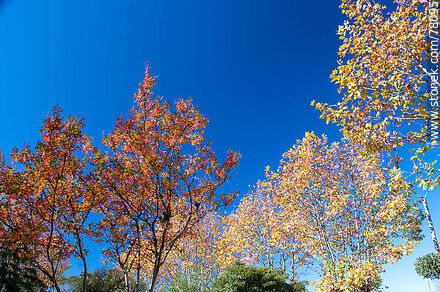 Árboles de otoño en la plaza - Flora - IMÁGENES VARIAS. Foto No. 78095