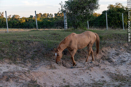 Horse - Fauna - MORE IMAGES. Photo #78113