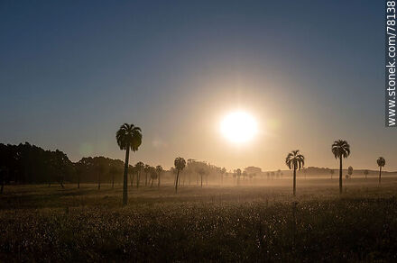 Palmares contra el sol - Departamento de Rocha - URUGUAY. Foto No. 78138