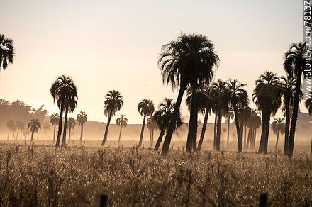 Palm trees at Camino del Indio - Department of Rocha - URUGUAY. Photo #78137