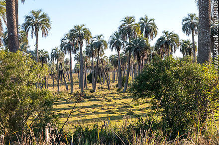 Palm trees at Camino del Indio - Department of Rocha - URUGUAY. Photo #78106