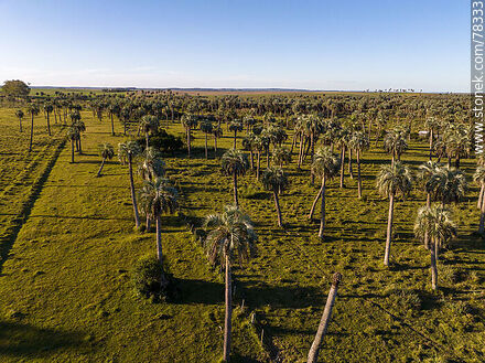 Aerial view of palm groves - Department of Rocha - URUGUAY. Photo #78333