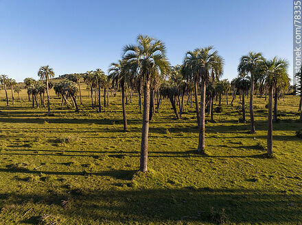 Aerial view of palm groves - Department of Rocha - URUGUAY. Photo #78335