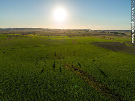 Vista aérea de palmares rodeados de campos verdes con el sol de frente - Departamento de Rocha - URUGUAY. Foto No. 78337
