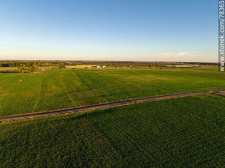 Aerial view of cultivated fields -  - URUGUAY. Photo #78365