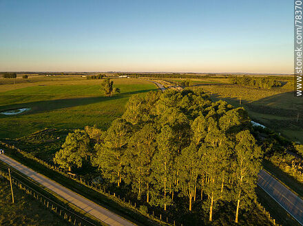 Aerial view of a eucalyptus grove on the side of Route 7. -  - URUGUAY. Photo #78370