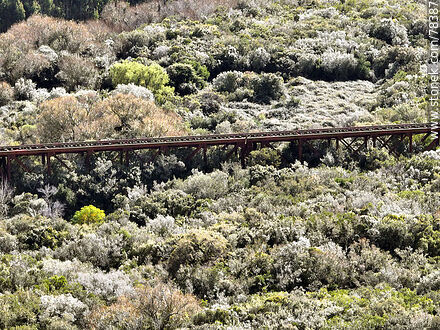 Aerial view of the railroad bridge over the José Ignacio stream among the trees of the native forest. - Punta del Este and its near resorts - URUGUAY. Photo #78387