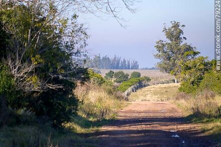 Camino de tosca en el campo -  - URUGUAY. Photo #79224