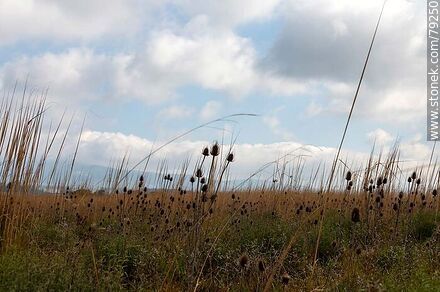 Dry thistles in the field against cloudy skies - Department of Maldonado - URUGUAY. Photo #79250