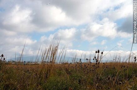 Dry thistles in the field against cloudy skies -  - URUGUAY. Photo #79251