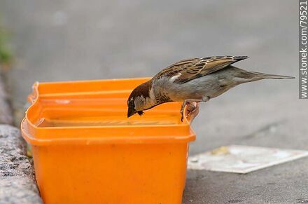 Sparrow drinking water - Fauna - MORE IMAGES. Photo #79521