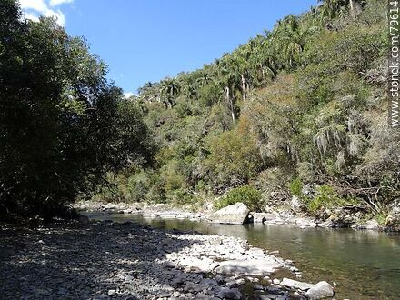 Yerbal Chico Creek - Department of Treinta y Tres - URUGUAY. Photo #79614
