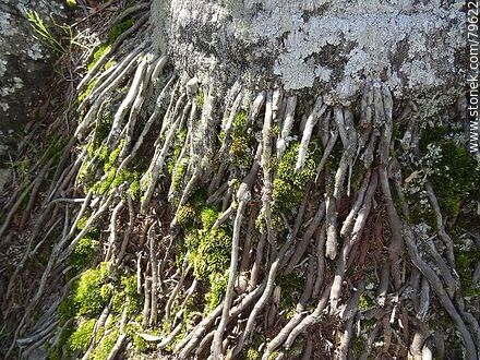 Palm tree roots - Department of Treinta y Tres - URUGUAY. Photo #79622