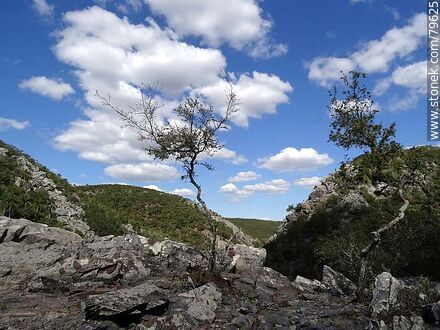Arbustos creciendo entre las rocas - Departamento de Treinta y Tres - URUGUAY. Foto No. 79625