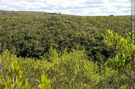 Contrast between nearby and distant vegetation by the gully - Department of Treinta y Tres - URUGUAY. Photo #79593