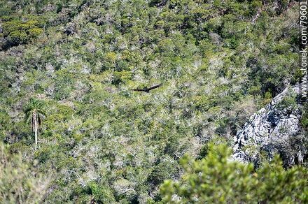 Raven in flight along the ravine - Department of Treinta y Tres - URUGUAY. Photo #79601