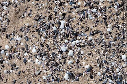 Caparazones de caracoles y mejillones que dejan el mar sobre la playa - Departamento de Canelones - URUGUAY. Foto No. 79822