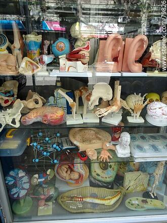 Anatomía en vidriera, pardes del cuerpo humano -  - IMÁGENES VARIAS. Foto No. 79826
