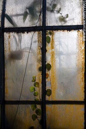 Greenhouse windows. Botanical Garden - Department of Montevideo - URUGUAY. Photo #79901