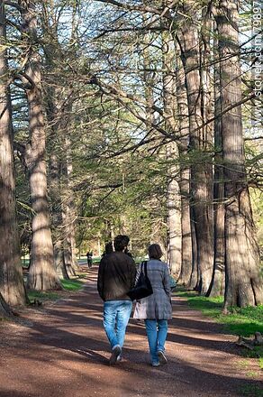 Walk among the cypress trees. Botanical Garden - Department of Montevideo - URUGUAY. Photo #79897