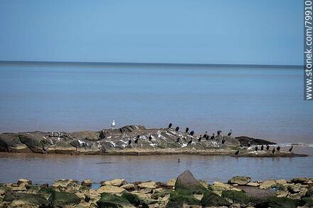 Cormorants sunbathing on the rocks - Department of Montevideo - URUGUAY. Photo #79910