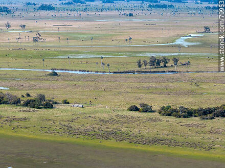 Aerial view of the Rocha plains, watering holes and palm trees - Department of Rocha - URUGUAY. Photo #79953