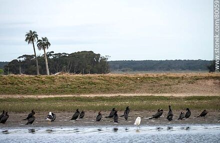 Biguás (cormoranes) a orillas del arroyo Valizas - Departamento de Rocha - URUGUAY. Foto No. 80059