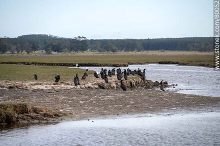 Biguás (cormoranes) a orillas del arroyo Valizas - Departamento de Rocha - URUGUAY. Foto No. 80052