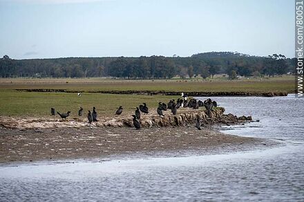 Biguás (cormorants) on the banks of the Valizas stream - Department of Rocha - URUGUAY. Photo #80051