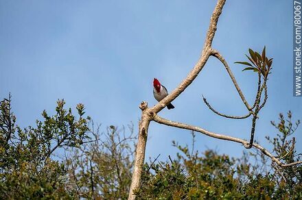 Cardenal de copete rojo en una rama de un ombú joven - Departamento de Rocha - URUGUAY. Foto No. 80067