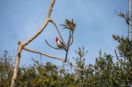 Cardenal de copete rojo en una rama de un ombú joven - Departamento de Rocha - URUGUAY. Foto No. 80066