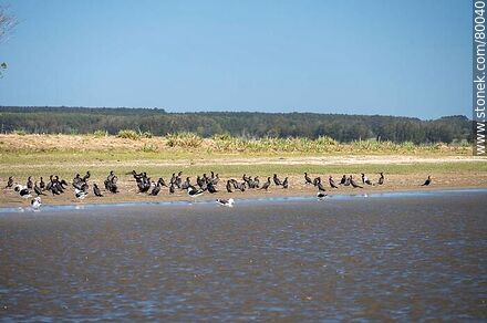Grupo de cormoranes y gaviotas a orillas del arroyo Valizas - Departamento de Rocha - URUGUAY. Foto No. 80040