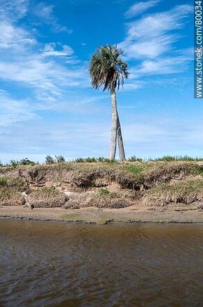 Palmeras en la costa del arroyo Valizas - Departamento de Rocha - URUGUAY. Foto No. 80034