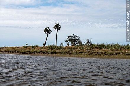Palm trees on the shore of Valizas stream - Department of Rocha - URUGUAY. Photo #80033