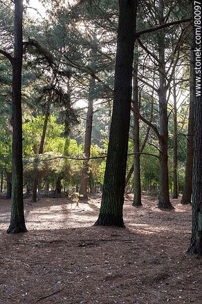 Pine forest at Roosevelt Park - Department of Canelones - URUGUAY. Photo #80097